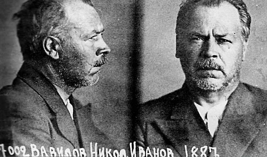 Поиск идеального зерна